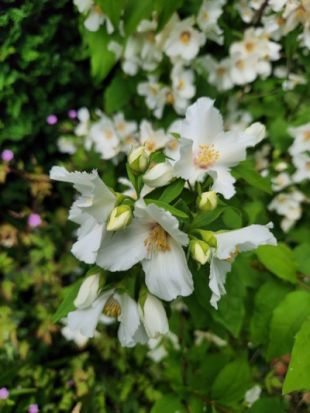 beautiful close up of the white scented flowers of Philadelphus