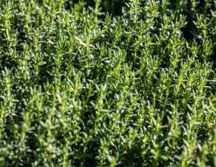 Thymus vulgaris, the common thyme ideal for kitchen use