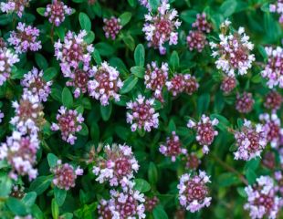 wild thyme with purple flowers