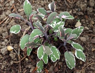 pretty varigated sage 