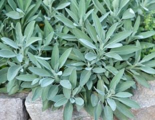 Sage growing over a wall