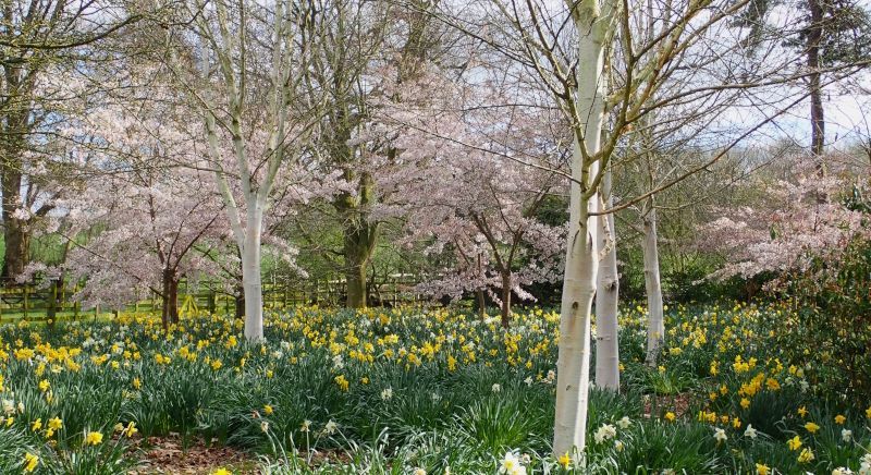 Blossom trees, white birch and spring bulbs in Stoke Albany House Garden 
