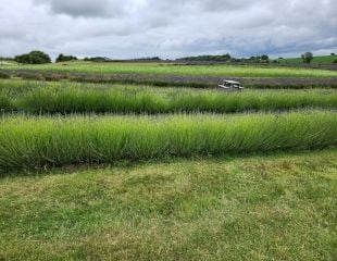 Cotswold Lavender Farm