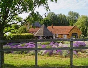 Norfolk Lavender Farm