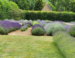 Different colours of Lavender