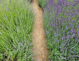 Growing Lavender in the Cotswolds on dry soil