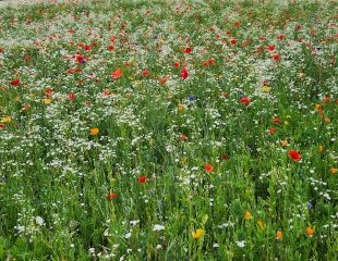 Wildflower meadow at Cotswold Lavender farm