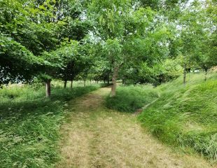 Woodland walk at Cotswold Lavender farm