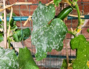 Powdery mildew in cucumber leaf