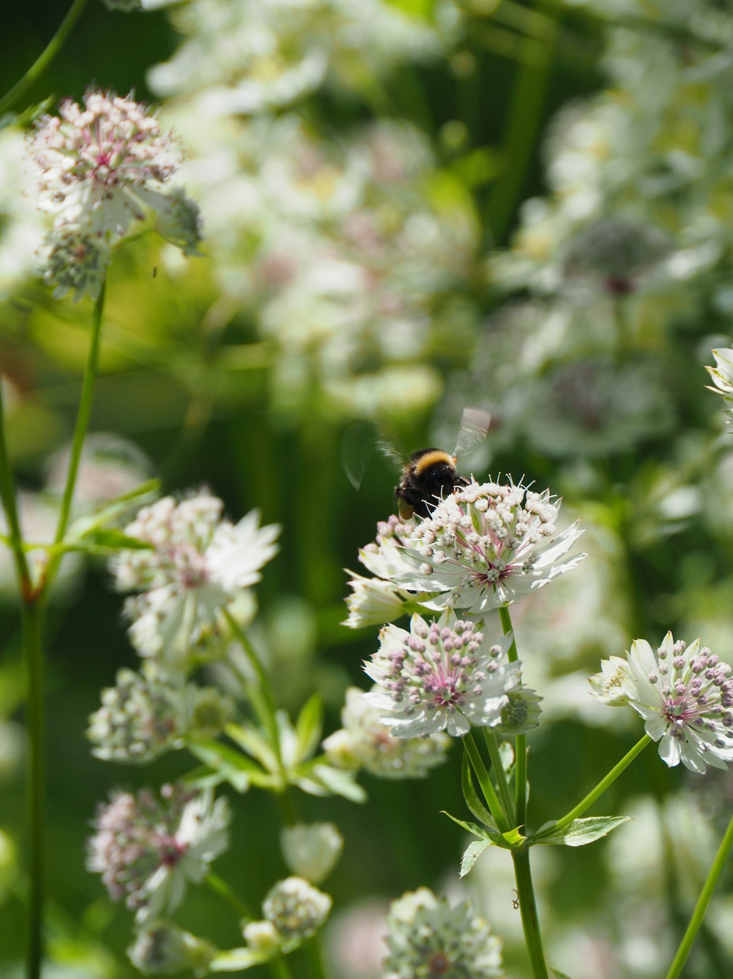 bee on white astranti flower