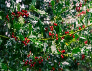 healthy Hollies with lots of berries image credit Trevor Vannoy 