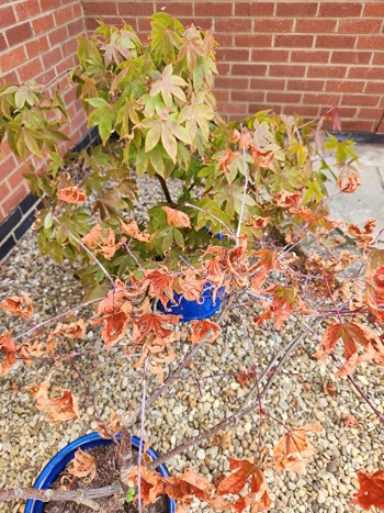 Sun Scorched Acer