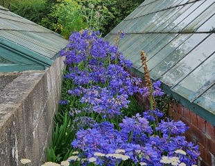 Agapanthus growing between two greenhouses at Easton Walled Garden