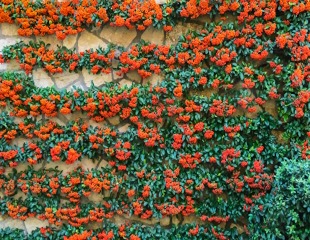 Wall trained Pyracantha