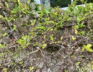  Pyracantha Scab