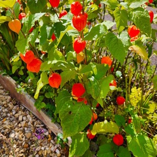 Bright red chinese lanterns  displayed on Physalis