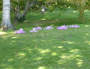 Autumn Crocus growing in lawn