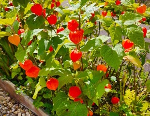 Physalis alkekengi, common name Chinese Lantern