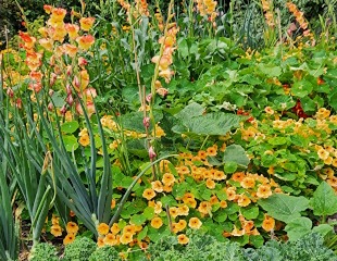 Bright orange Gladiolus with bright orange Nasturtium