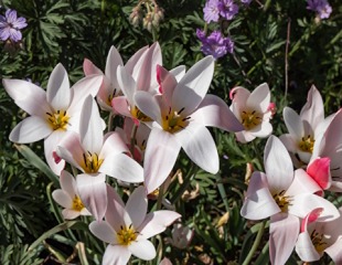 Tulipa lily LadyJane  