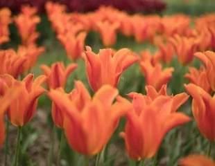 tulip ballerina orange 