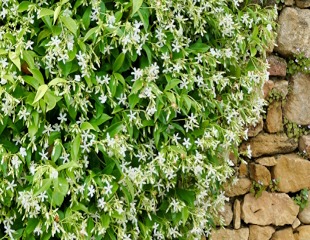 trachelospermum jasminoides sweetly scented white flowes of the Jasmine