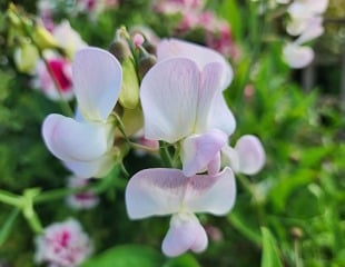 Lathyrus_latifolius_Pastal shades of everlasting sweet pea