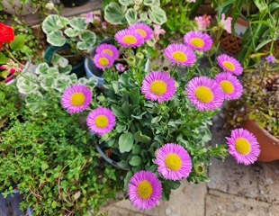 Erigeron_Glaucus  seaside fleabane, beach aster, or seaside daisy.