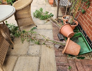 Tomato plants in containers pushed over by windy conditions