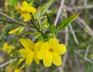 close up of winter flowering jasmine flower