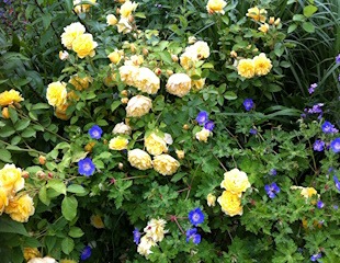 blue geraniums with yellow roses a great mix of colours and long flowering