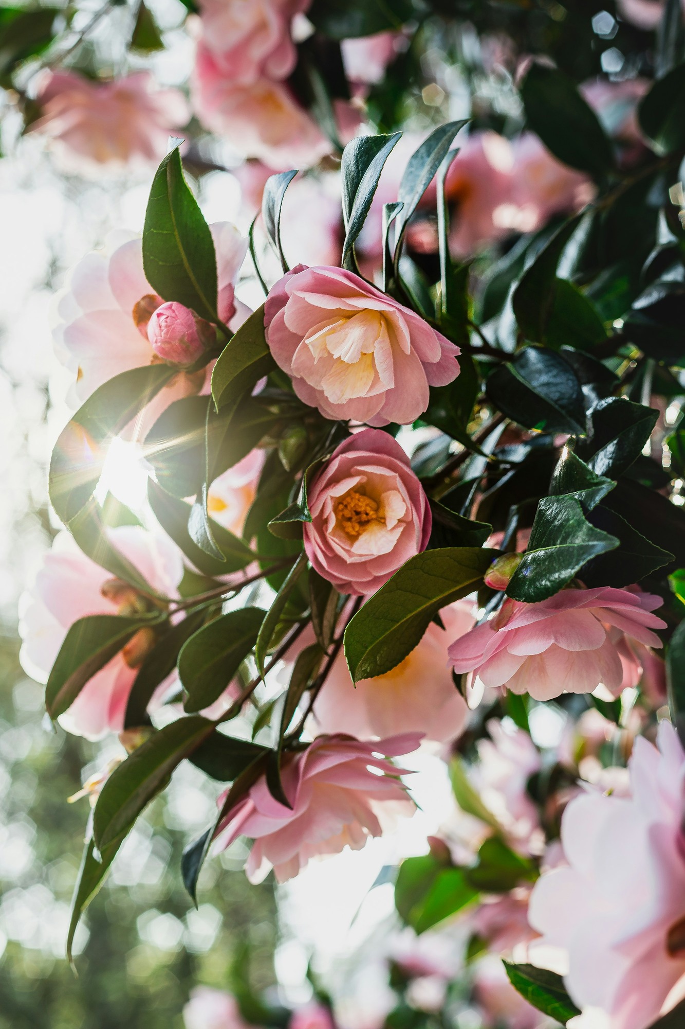 spring flowering Camellia 