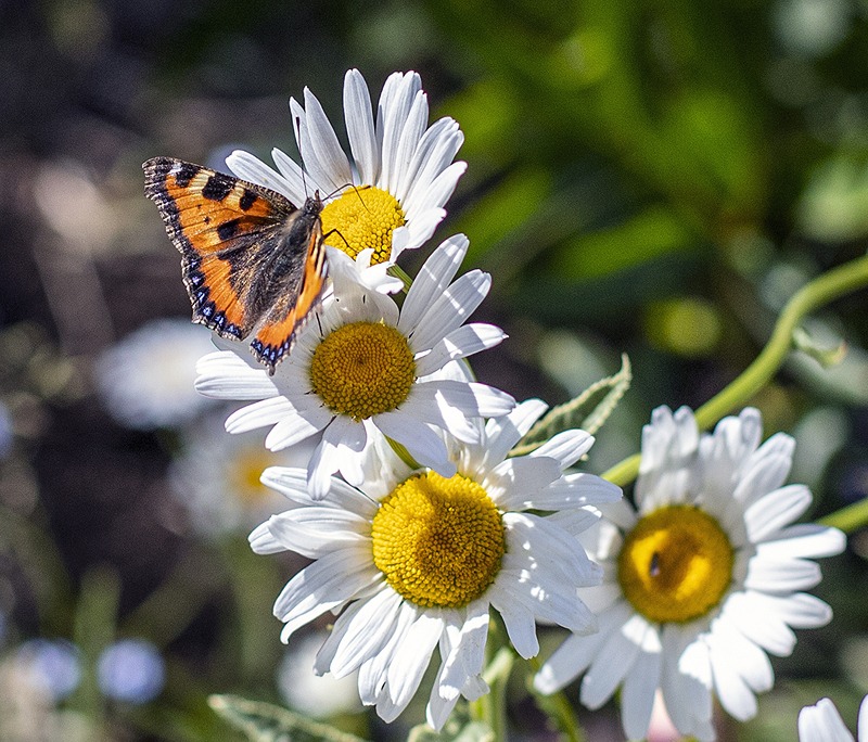 marguerite flower with small tortoiseshell butterfly