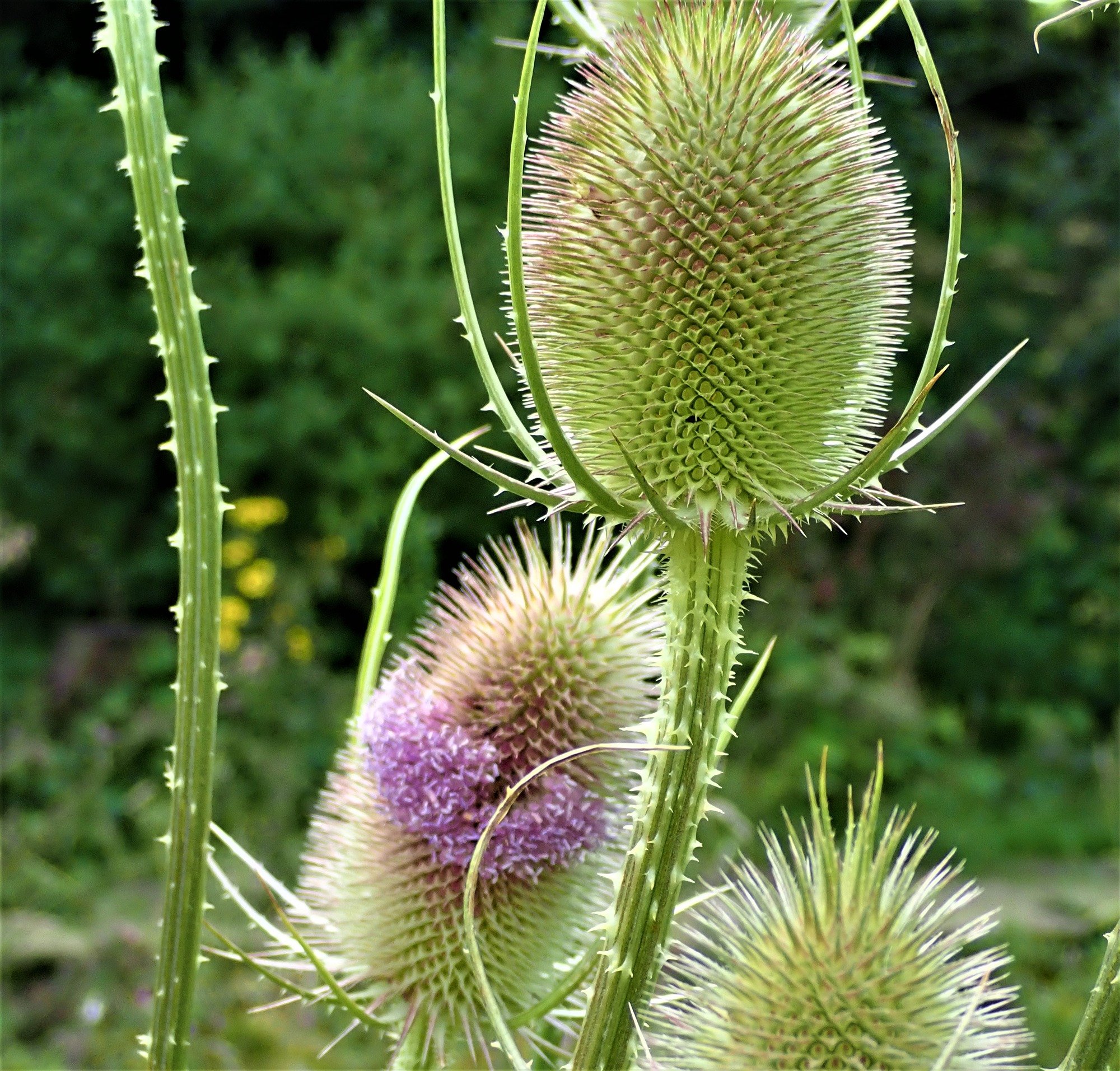 Bird friendly teasel flowers