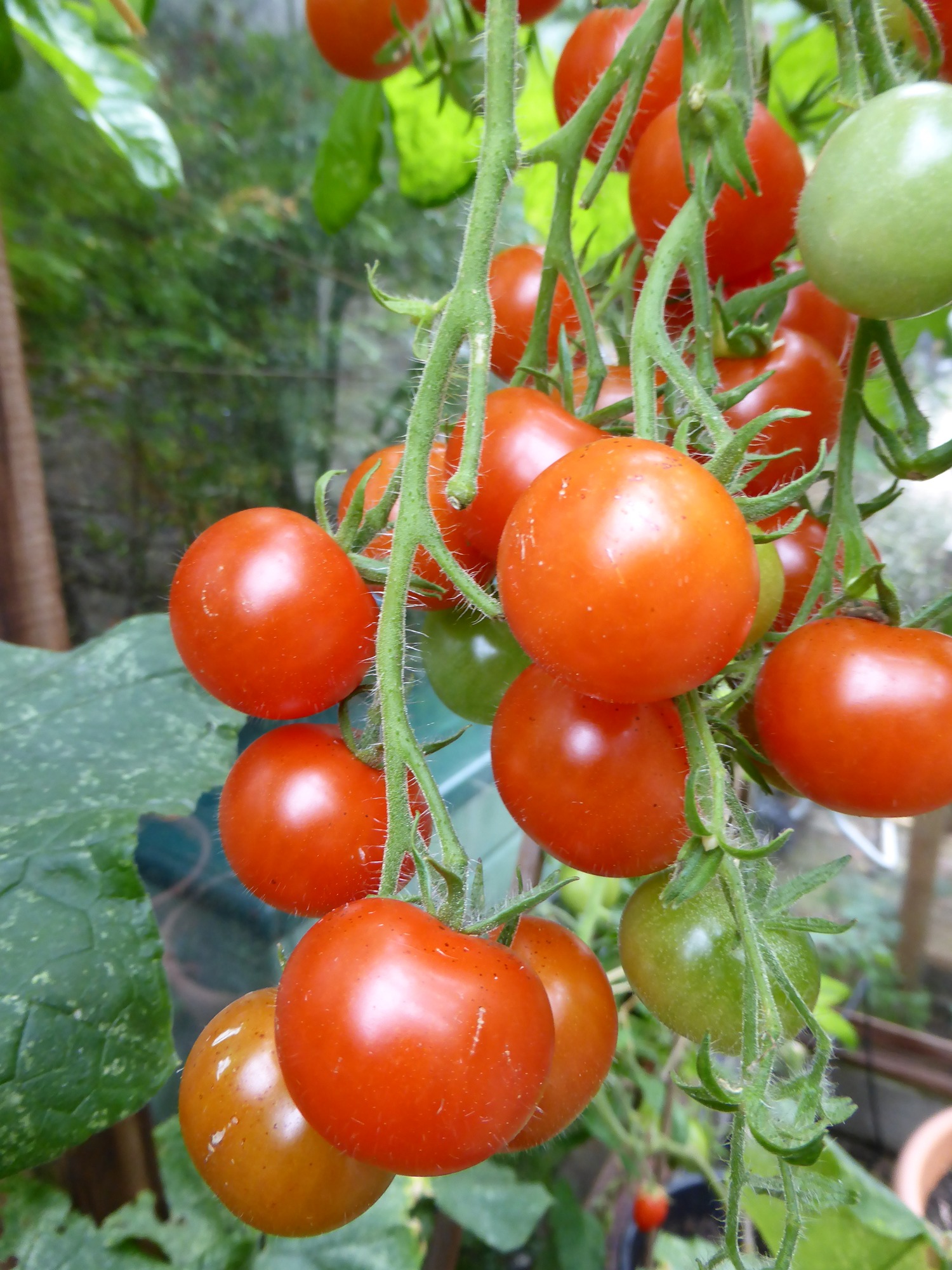 ripe tomatoes growing on the vine