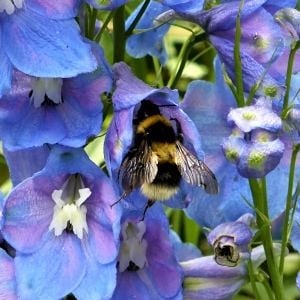 bee on delphinium