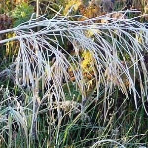 frosty fronds of stipa grass