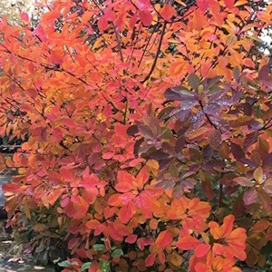 wonderful autumn reds of cotinus