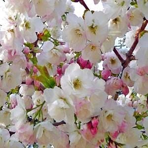 glorious pink spring blossom