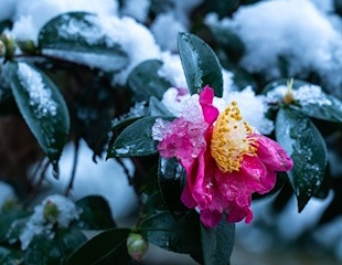 hardy Camellia sasanquas in the snow