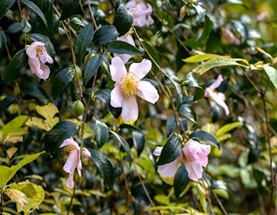 Camellia sasanquas Maiden's blush