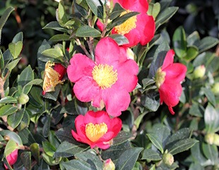 Camellia sasanquas Yuletide