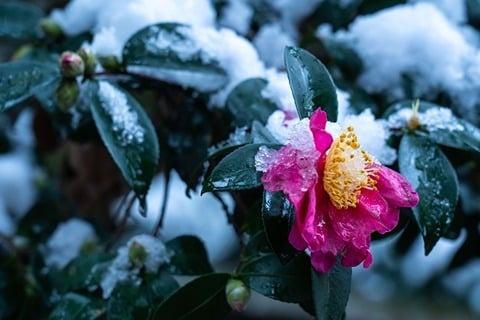 autumn flowering Camellia