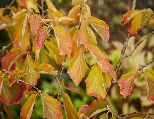 Witch Hazel Hamamelis red flowering