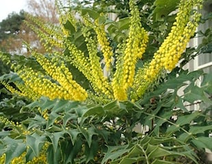 bold upright flowers of Mahonia