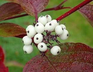 Cornus Alba with white berries