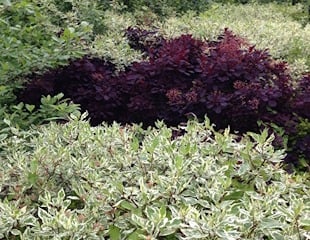 Cornus with Coggygria Royal Purple