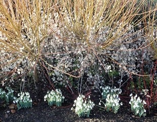 Yellow stemmed Cornus honesty seed heads and snowdrops