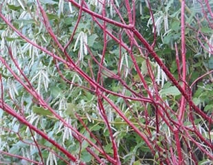 Cornus alba 'Sibirica' with Garrya eliptica 