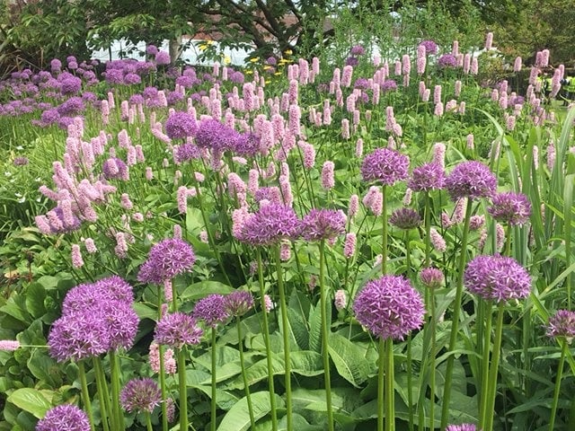 Allium and grasses at RHS Harlow Carr